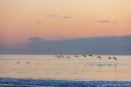 Pelicans